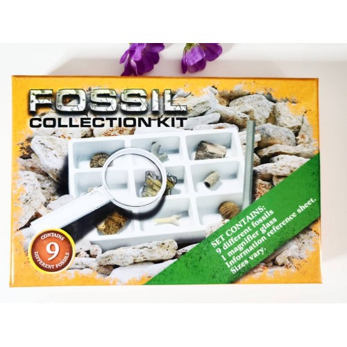 Fossils Collection kit of 9 Fossils, 1 magnifier glass and  small colorful book about Fossils 